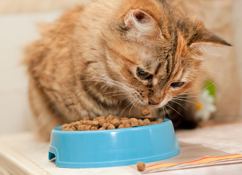 Alimenti secchi per gatti