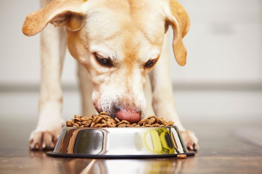 Alimenti secchi per cani