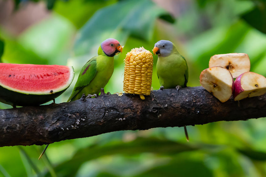 Alimenti per uccelli