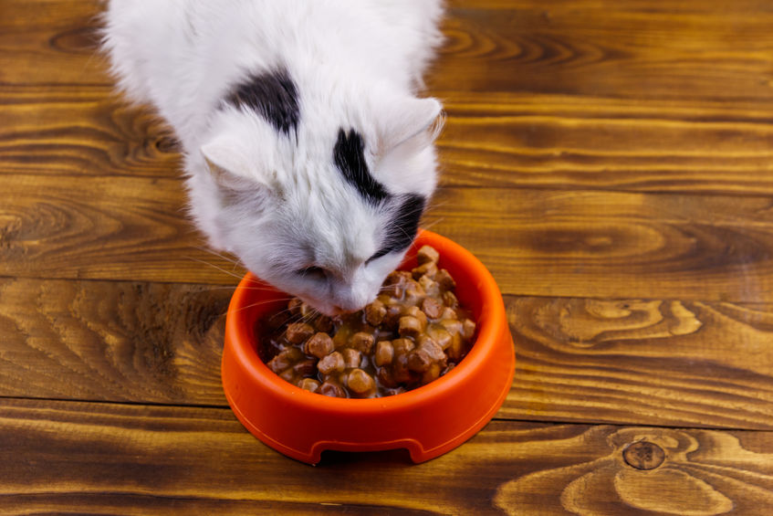 Alimenti umidi per gatti