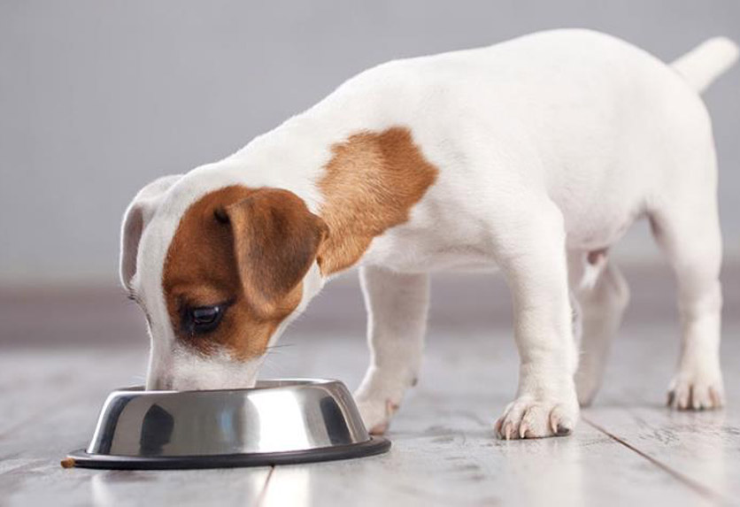 Alimenti umidi per cani